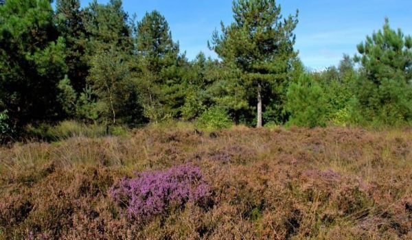 Lande et forêt de Rucphense Bossen journée dans le Brabant occidental