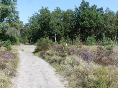 Rucphense_Heide_P1290477